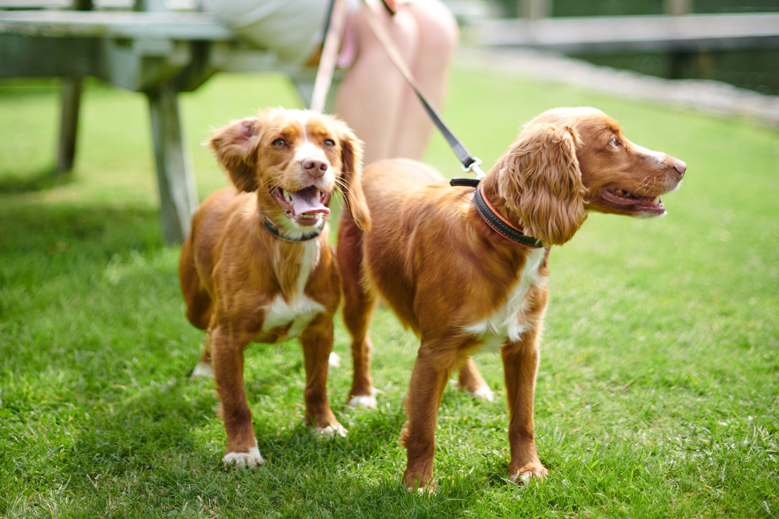 dog friendly hotels lake district , dog friendly hotel