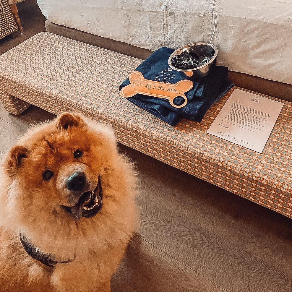 Dog friendly hotel rooms