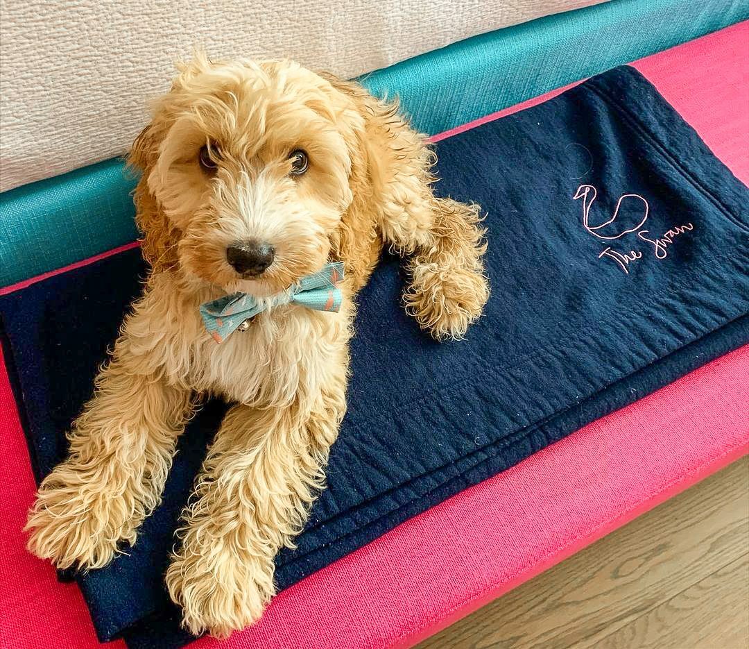 Dog friendly hotel