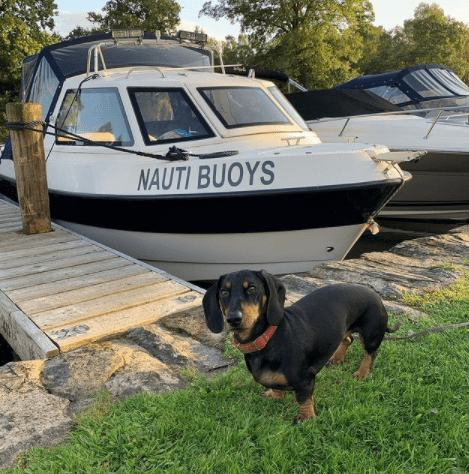 Dog friendly hotel rooms