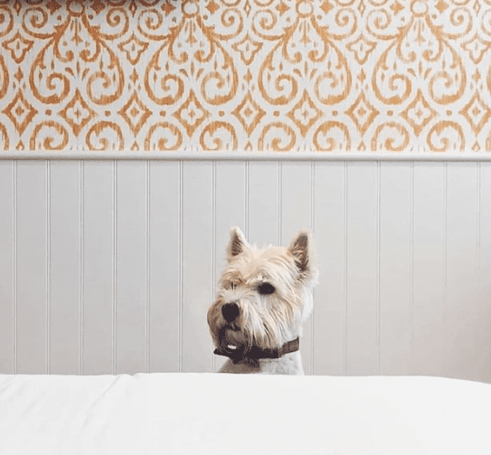 Dog friendly hotel rooms