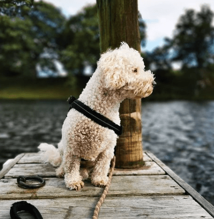 Dog friendly hotel rooms