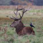 lake district wildlife